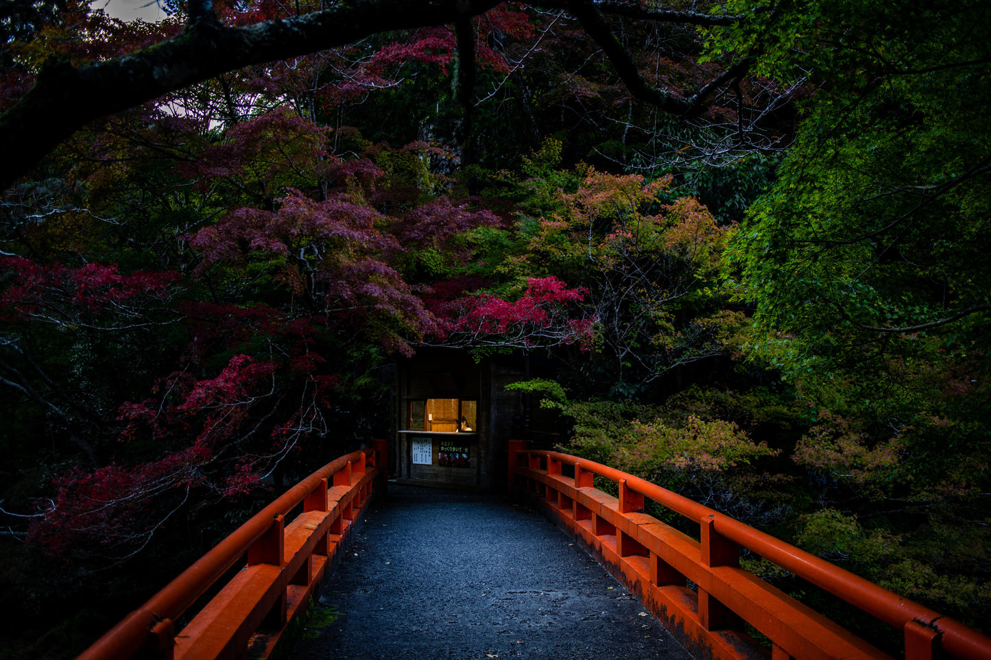 Photography: Arashiyama Mystery - artwork