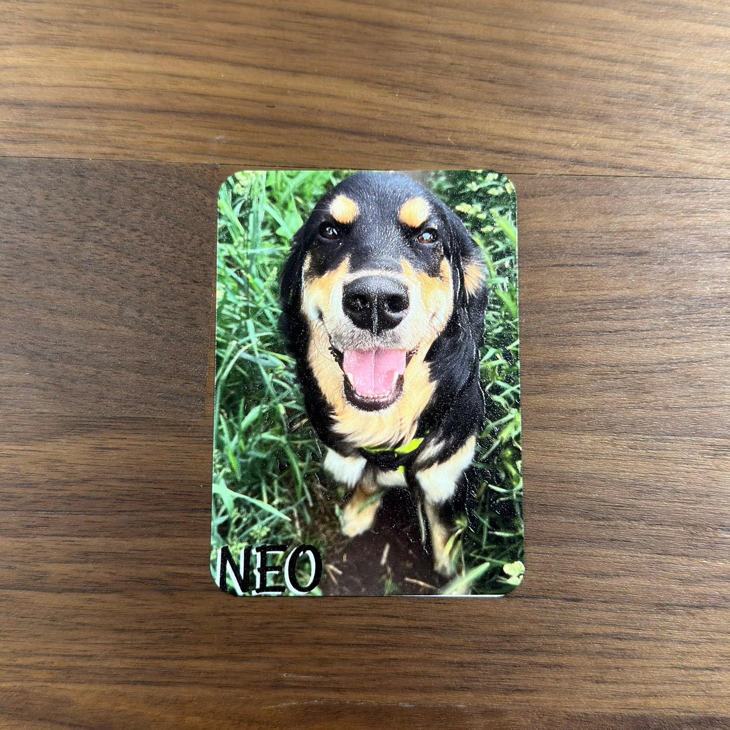 Pet Portraits - Custom UV Printed Canvas Metal Poster Paper and More - photo 5 (photos/photo_05.jpg)