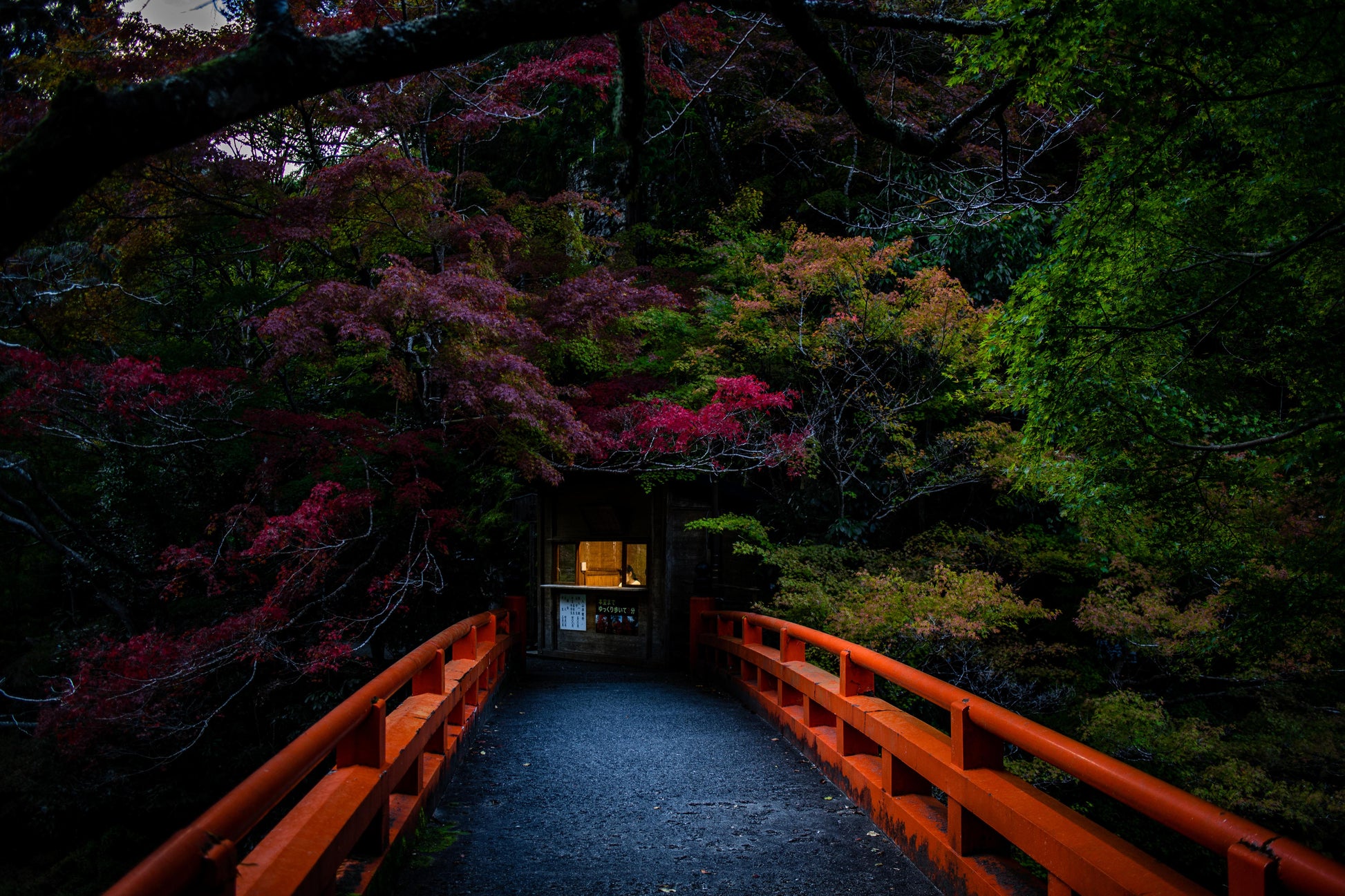 Photography: Arashiyama Mystery - artwork